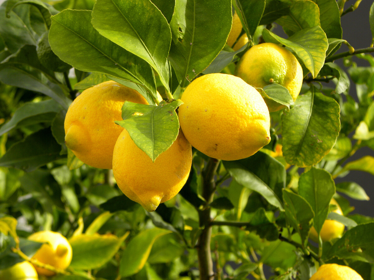A bunch of lemons on their branch.